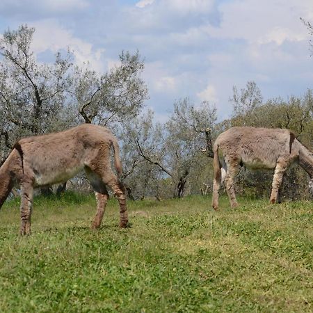 Agriturismo La Lampada Di Atena Vetralla Dış mekan fotoğraf