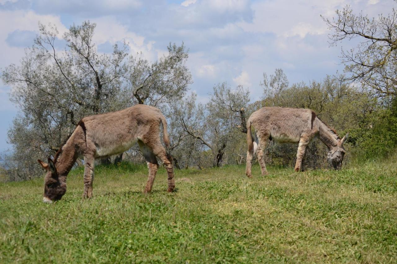 Agriturismo La Lampada Di Atena Vetralla Dış mekan fotoğraf